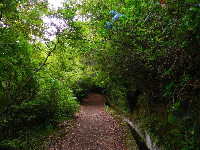 Ribeiro Frio / Portela - Levada Walk - Activity Overview