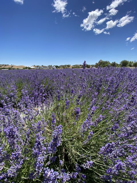 Sacramento: Capay Valley Farm Tour With Lunch & Wine - Experience