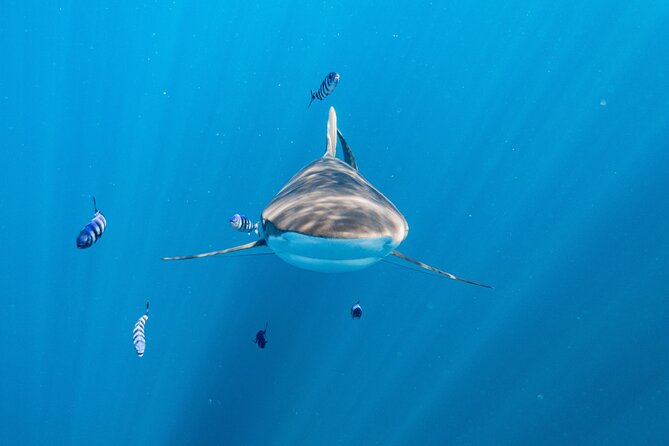 Shark Safari & Snorkel Adventure in Cabo San Lucas