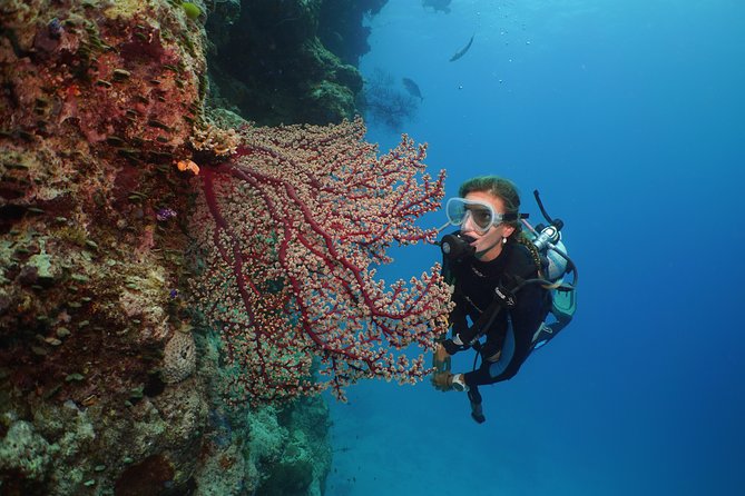 Silversonic Outer Great Barrier Reef Cruise From Port Douglas - Tour Overview and Highlights