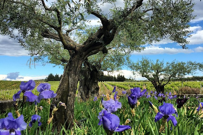 Small-Group Half-Day Languedoc Wine and Olive Tour From Montpellier - Tour Duration and Group Size