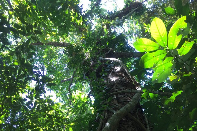 Small-Group Trekking Experience in Daintree National Park - Discovering Daintrees Hidden Wonders