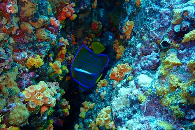 Snorkeling at Caño Island