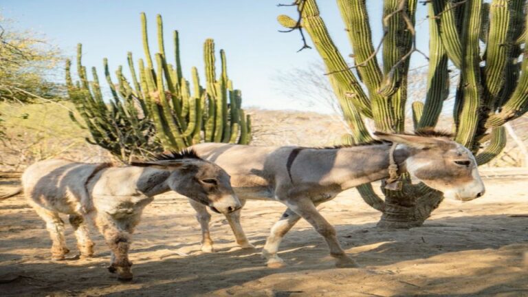 Sol De Mayo Oasis: Explore Natural Springs and Charming Town