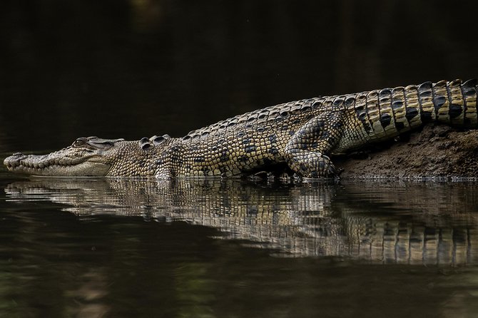 Solar Whisper Daintree River Crocodile and Wildlife Cruise - Exploring the Daintree River