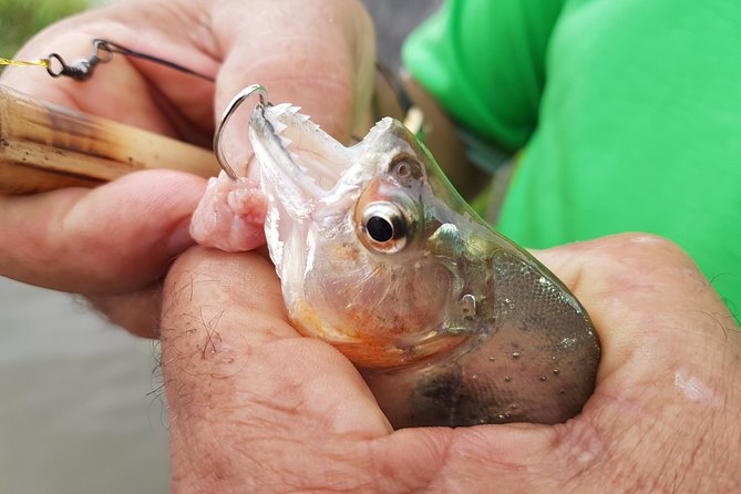 Solimoes River Piranha Fishing and Alligator Watching Tour