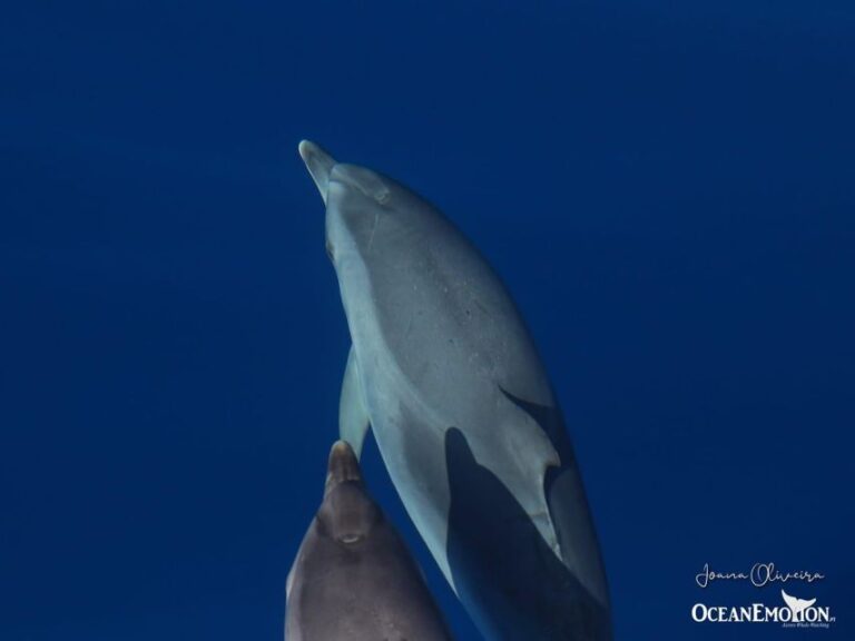 Swimming With Dolphins in Terceira Island