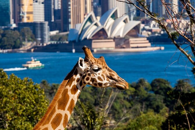 Sydney Taronga Zoo General Entry Ticket - Zoo Overview and Highlights