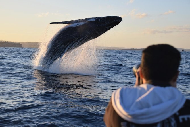 Sydney Whale-Watching by Speed Boat - Speed Boat Tour Details