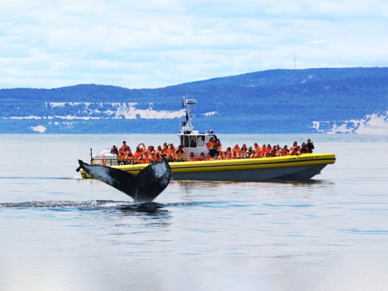 Tadoussac/Baie-Ste-Catherine: Whale Watch Zodiac Boat Tour