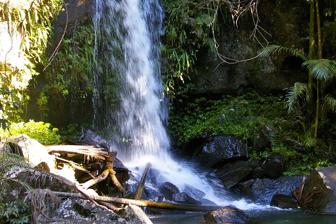 The Best of Tamborine Mountain From the Gold Coast