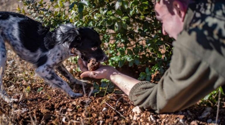 Truffle Hunting in Tuscany With Lunch in the Cellar