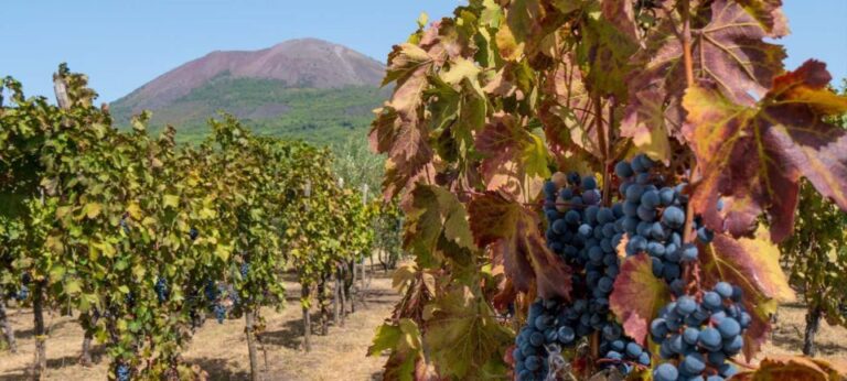 Vesuvius Valley and Pompeii With Wine Taste and Lunch by Van