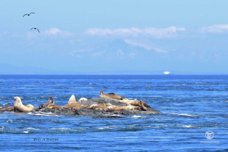 Victoria: 3-Hour Whale Watching Tour