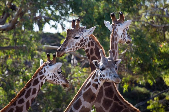 Werribee Open Range Zoo General Admission Ticket - Zoo Admission and Inclusions