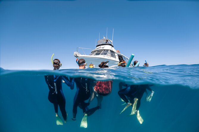 Whale Shark Adventure Tour