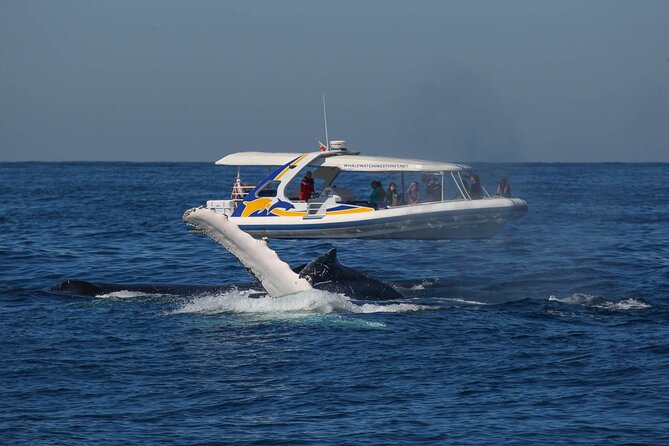 Whale Watching 2.5 Hour Adventure Cruise - Meeting and Departure Points