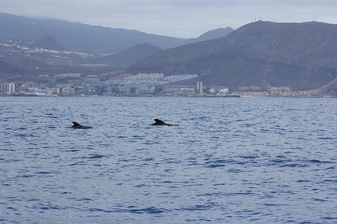 Whale Watching and Marine Science Tour