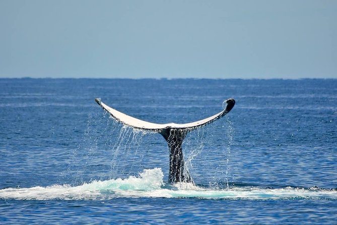 Whale Watching Busselton - Whale Watching Experience Details