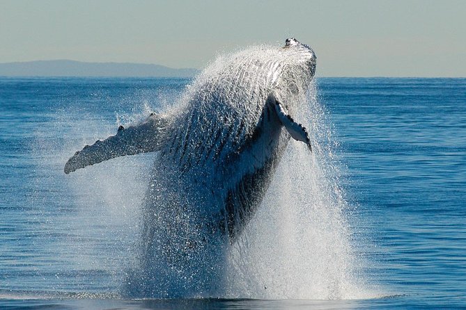 Whale Watching Cruise From Redcliffe, Brisbane or the Sunshine Coast - Whale Watching Cruise Overview