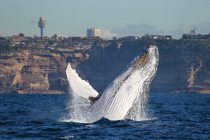 Whale Watching Sydney 2-Hour Express Cruise - Before You Depart