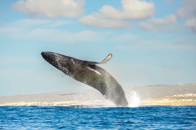 Whale Watching Zodiac in Cabo San Lucas With Comp Transportation