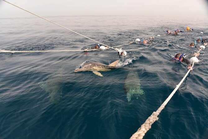 Wild Dolphin Swim Cruise