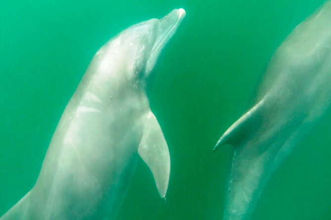 Wild Dolphins Encounter & Snorkeling