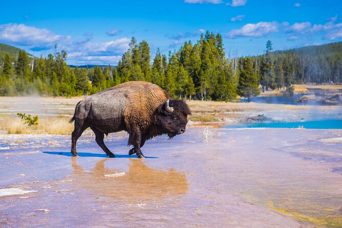 Yellowstone Tour Lower Loop From West Yellowstone, With Lunch! - Tour Details