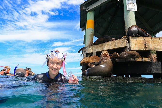 2 Hour Snorkel With the Seals