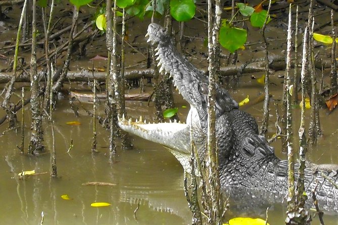 1-Hour Daintree River Wildlife Cruise - What to Expect Onboard