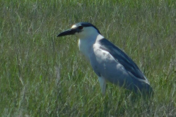 2-Hour Sunset Safari Eco Cruise From Cape May - Focus on Birdlife