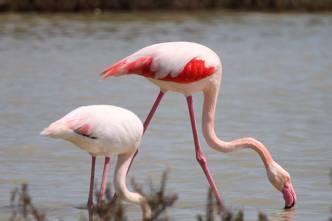 4x4 Camargue Safari 4h - Departure From Arles - Customer Reviews and Experience