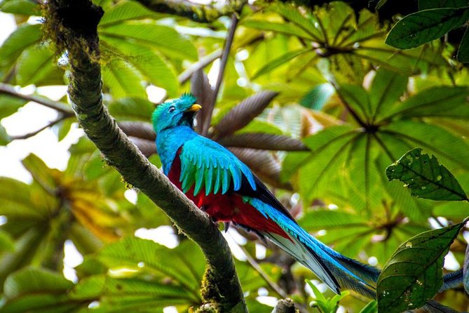 8-Days Costa Rica: Volcano, Tropical Jungles and Cloud Forests - Day 2: Discover Arenal Volcano