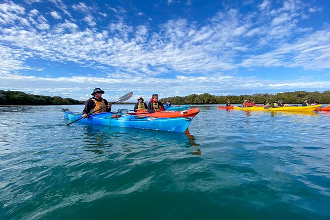 Adelaide Dolphin Sanctuary Mangroves Kayaking Tour - What to Expect on Tour