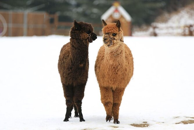 Alpaca World and Nami Island With Gangchon Rail Bike Tour - Discovering Nami Island