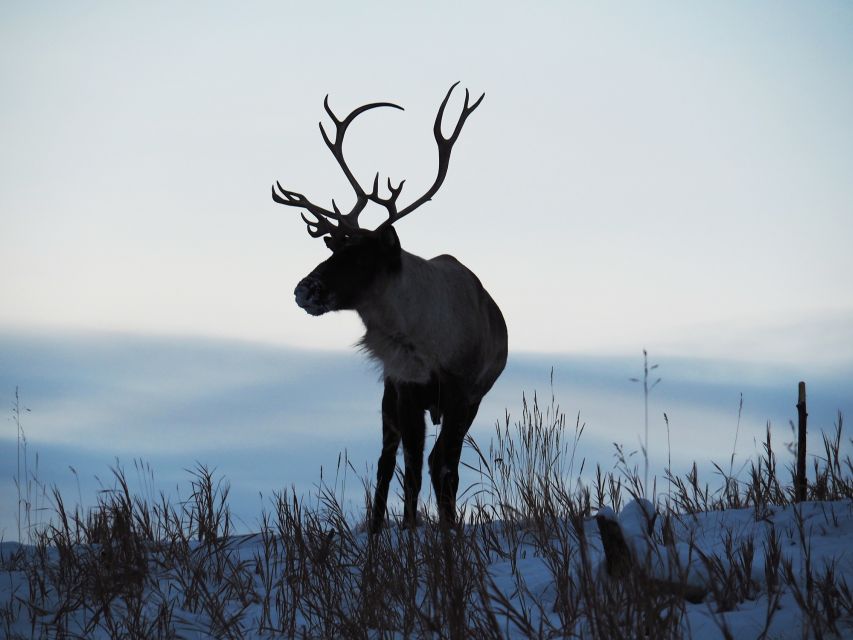 Arctic Day: Wildlife & Hot Springs | Half Day - Wildlife Experience