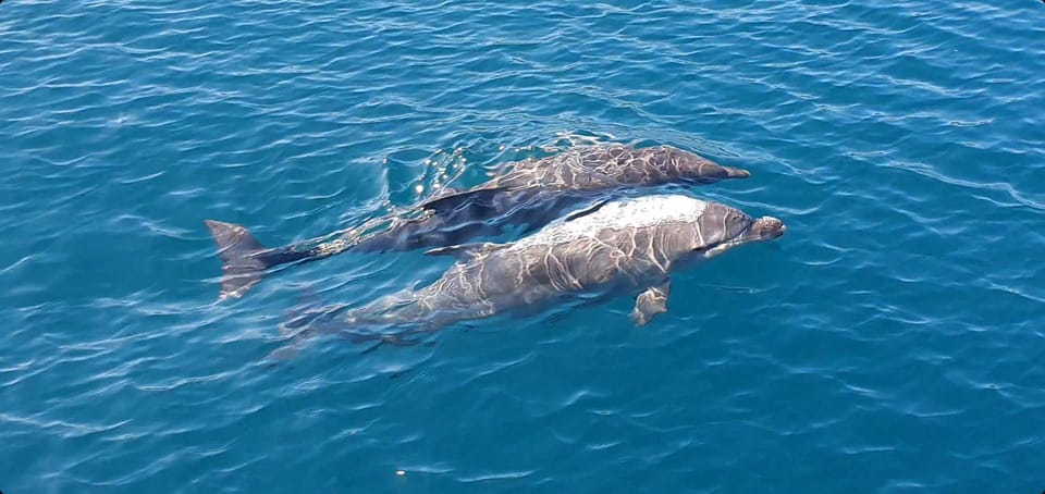 Argostoli : Full Day Boat Trip With Lunch on Queen Bee Boats - Pricing and Duration