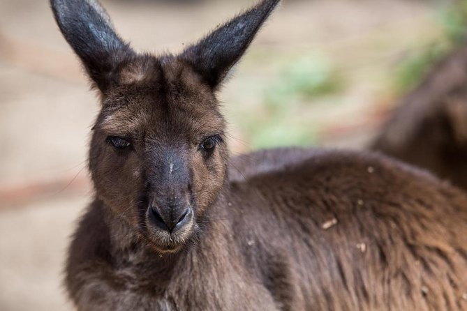 Australian Wildlife Tour at Melbourne Zoo Ticket - Excl. Entry - Meeting and Pickup Details