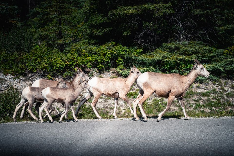 Banff: Evening Wildlife Safari Guided Tour - Experience Highlights