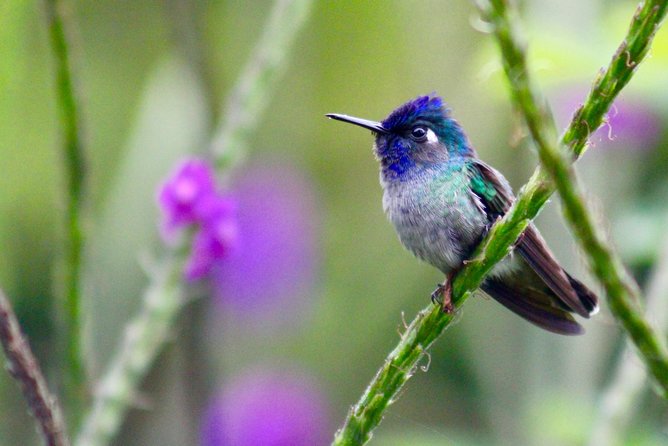 Birdwatching Tour at Mistico Park - Booking Information