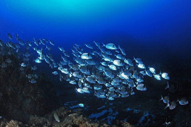 Boat Trip and Snorkeling in the Gulf of Calvi - Participant Requirements