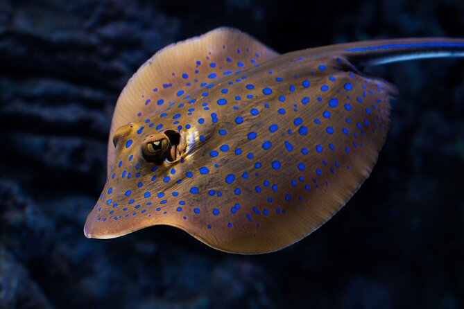 Cairns Aquarium by Twilight Tour - Expert Guided Tour Experience