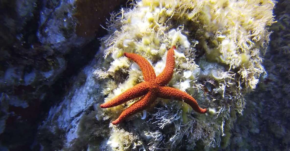 Calvi: Pointe De La Revellata Snorkeling Boat Tour - What to Expect on Board