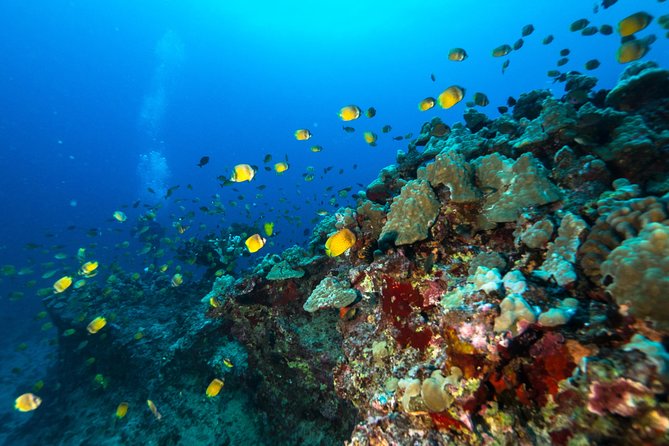 Certified Diver: 2-Tank Shallow Reef Dives off Oahu - Tour Requirements