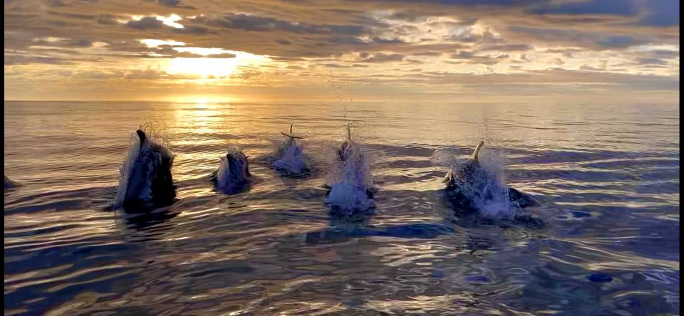 Corner Brook: Woods Island Adventure 3-Hour Zodiac Tour - Language and Group Size