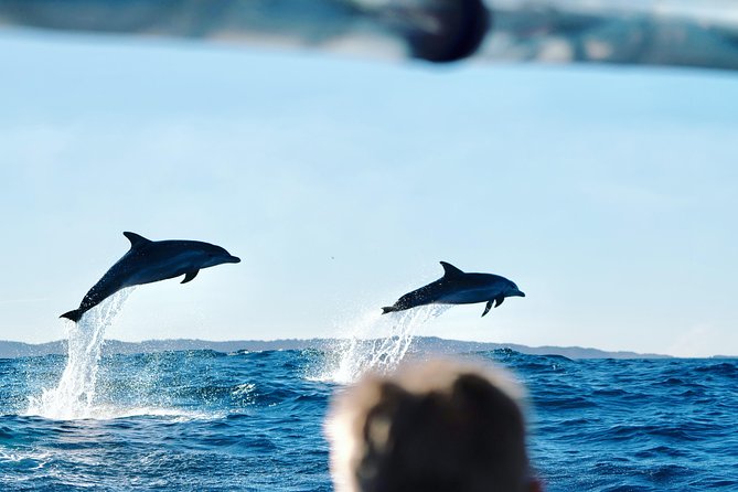 Cruise With Dolphins in Byron Bay - Expert Guides and Safety