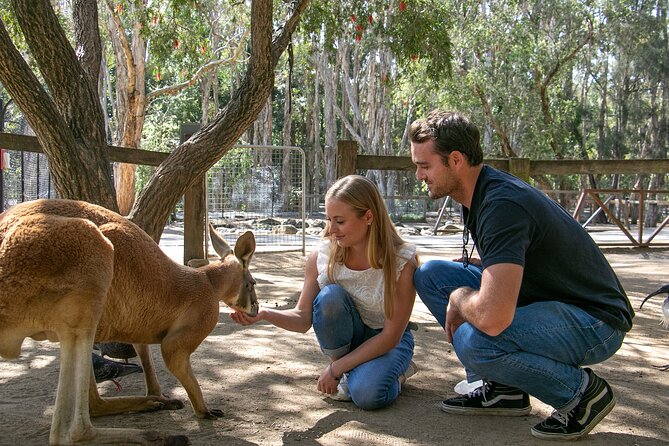 Currumbin Wildlife Sanctuary General Entry Ticket - Lost Valley Rainforest Experience