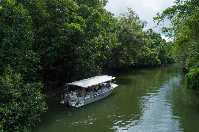 Daintree Rainforest and Cape Tribulation Full Day Tour - Rainforest Experience Details