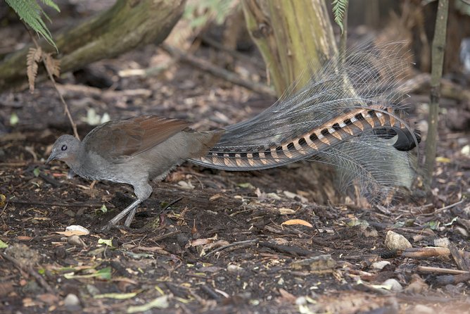 Dandenong Ranges Private Day Tour - Guided Forest Walk Experience